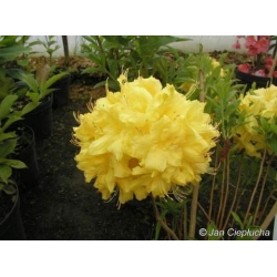 Azalia Anneke żółte 5 lat Azw1