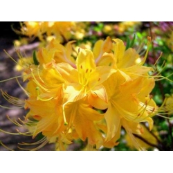 Azalia Anneke żółte 5 lat Azw1