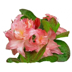 Azalia Cannons Double krem, róż i żółty Azw2