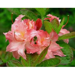 Azalia Cannons Double krem, róż i żółty Azw2