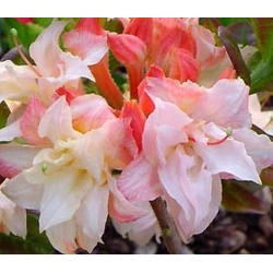 Azalia Cannons Double krem, róż i żółty Azw2