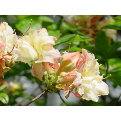 Azalia Cannons Double krem, róż i żółty Azw2