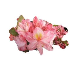 Azalia Cecile łososioworóżowe Azw3