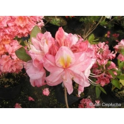 Azalia Cecile łososioworóżowe Azw3