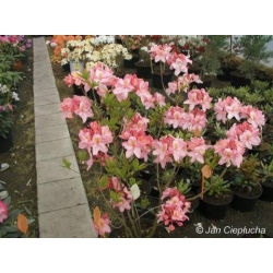 Azalia Cecile łososioworóżowe Azw3