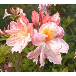 Azalia Cecile łososioworóżowe Azw3