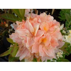 Azalia Cecile łososioworóżowe Azw3