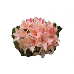 Azalia Chanel jasnoróżowe Azw4