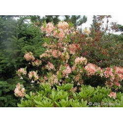 Azalia Chanel jasnoróżowe Azw4