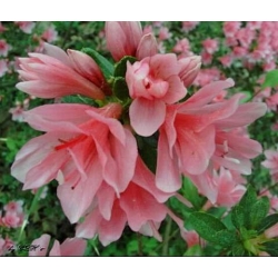 Azalia Chanel jasnoróżowe Azw4