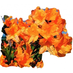 Azalia Christopher Wren złotopomarańczowe Azw5