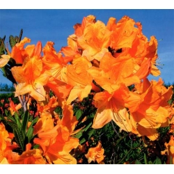 Azalia Christopher Wren złotopomarańczowe Azw5