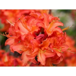 Azalia Christopher Wren złotopomarańczowe Azw5