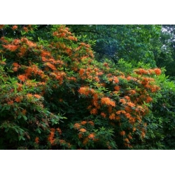 Azalia Christopher Wren złotopomarańczowe Azw5