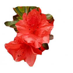 Azalia Doloroso ciemnoczerwone Azw6