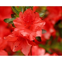 Azalia Doloroso ciemnoczerwone Azw6