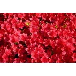 Azalia Doloroso ciemnoczerwone Azw6