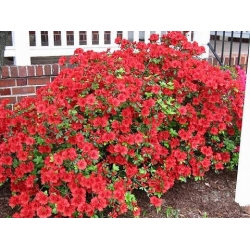 Azalia Doloroso ciemnoczerwone Azw6