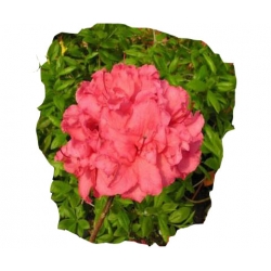 Azalia Fabiola czerwonokarminowy Azw7