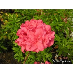 Azalia Fabiola czerwonokarminowy Azw7