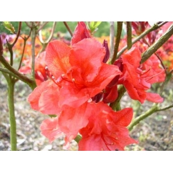 Azalia Fabiola czerwonokarminowy Azw7