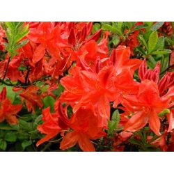 Azalia Fabiola czerwonokarminowy Azw7