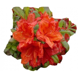 Azalia Feuerwerk ognistoczerwone Azw8