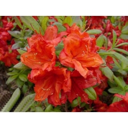 Azalia Feuerwerk ognistoczerwone Azw8