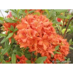 Azalia Feuerwerk ognistoczerwone Azw8