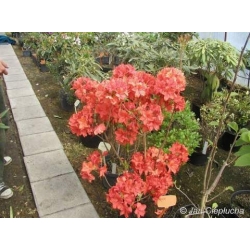 Azalia Feuerwerk ognistoczerwone Azw8