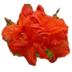 Azalia Fireball czerwone Azw9