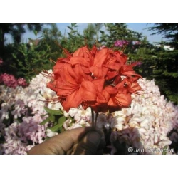 Azalia Fireball czerwone Azw9