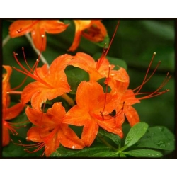 Azalia Gibraltar ogniście pomarańczowe Azw10