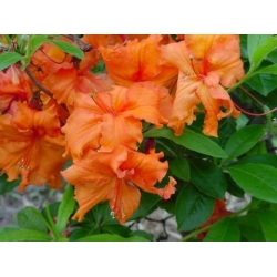Azalia Gibraltar ogniście pomarańczowe Azw10
