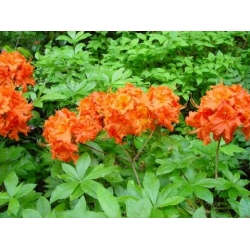 Azalia Gibraltar ogniście pomarańczowe Azw10