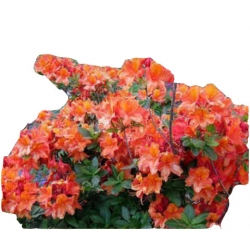 Azalia Glowing Embers miedziano Azw26