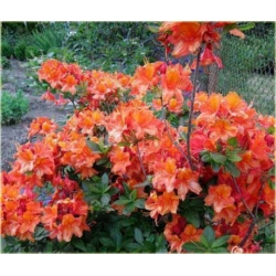 Azalia Glowing Embers miedziano Azw26