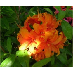 Azalia Glowing Embers miedziano Azw26