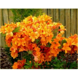 Azalia Glowing Embers miedziano Azw26