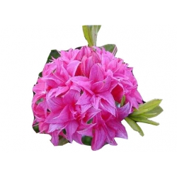 Azalia Homebush czystoróżowe Azw12