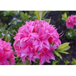 Azalia Homebush czystoróżowe Azw12