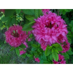 Azalia Homebush czystoróżowe Azw12