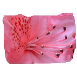 Azalia Il Tasso łososioworóżowe Azw13