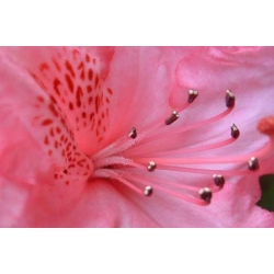 Azalia Il Tasso łososioworóżowe Azw13