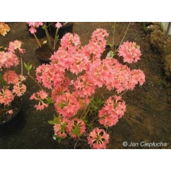 Azalia Il Tasso łososioworóżowe Azw13