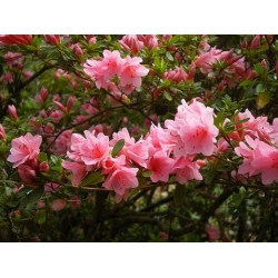 Azalia Il Tasso łososioworóżowe Azw13