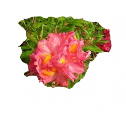 Azalia Juanita ciemnoróżowe Azw14