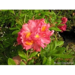 Azalia Juanita ciemnoróżowe Azw14