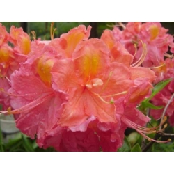 Azalia Juanita ciemnoróżowe Azw14