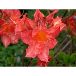 Azalia Juanita ciemnoróżowe Azw14